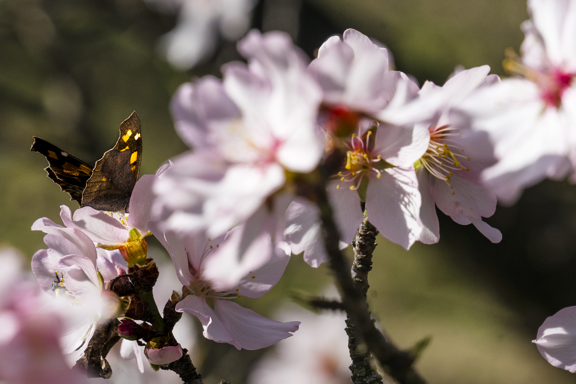fleur et papillon